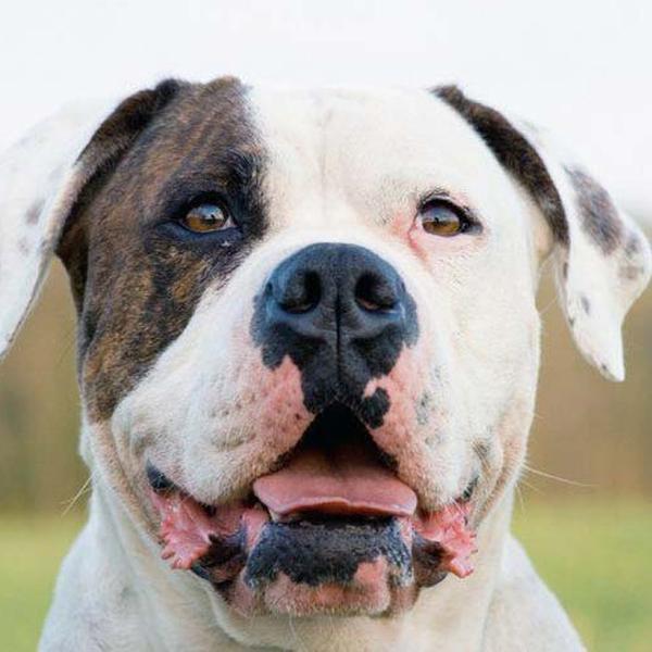 American Bulldog